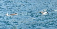 Common dolphins on the Blaskets trip